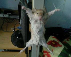 最新老鼠爆料视频播放网站,老鼠爆料带你探秘最新动态