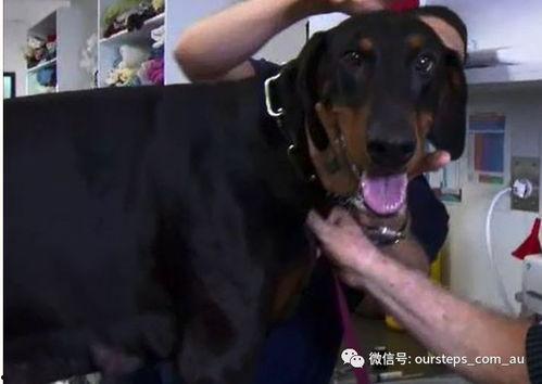 最新台湾狗崽爆料新闻,最新民生热点事件揭秘